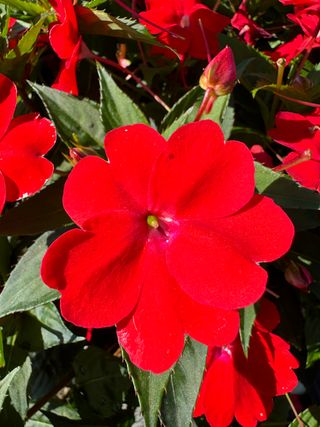 Sunpatiens Vigorous Scarlet