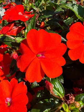Sunpatiens Vigorous Orange