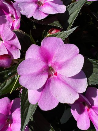Sunpatiens Vigorous Lavender Bicolor
