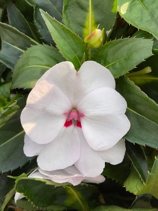 Sunpatiens Vigorous Sweetheart