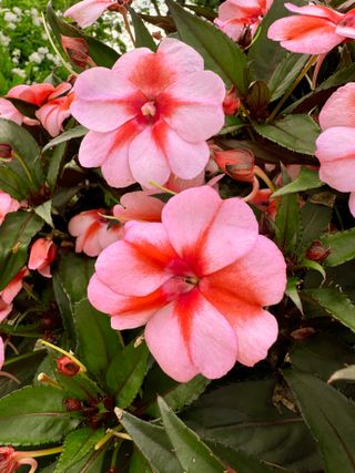 Sunpatiens Vigorous Peach Candy
