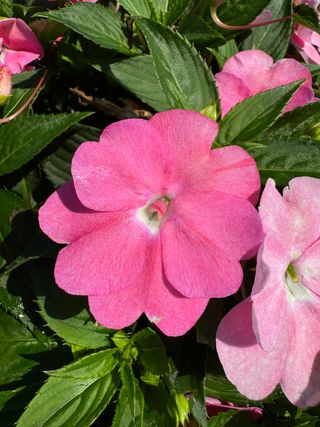 Sunpatiens Vigorous Pretty Pink