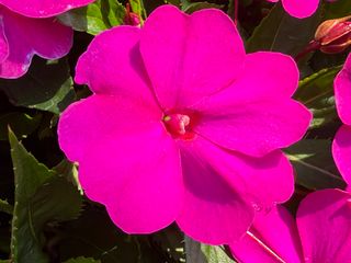 Sunpatiens Vigorous Purple