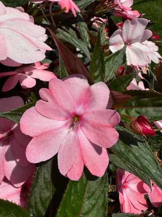 Sunpatiens Compact Blush Pink
