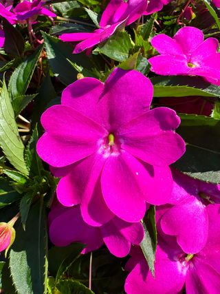 Sunpatiens Compact Lillac Imp.