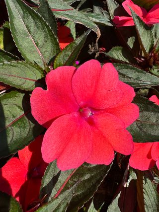 Sunpatiens Compact Deep Rose