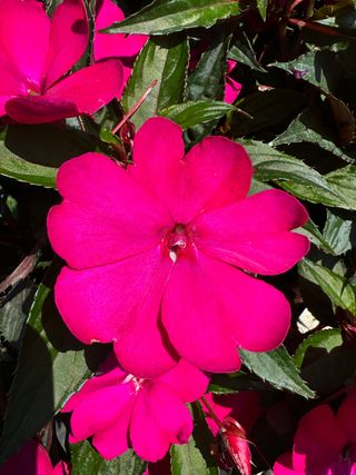 Sunpatiens Compact Magenta Imp