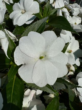 Sunpatiens Compact White
