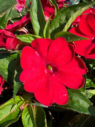 Sunpatiens Compact Red