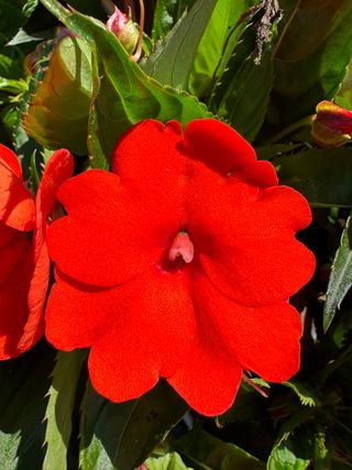 Sunpatiens Compact Elettric Orange