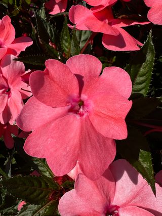 Sunpatiens Compact Coral Pink