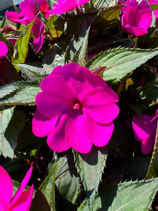 Sunpatiens Compact Purple