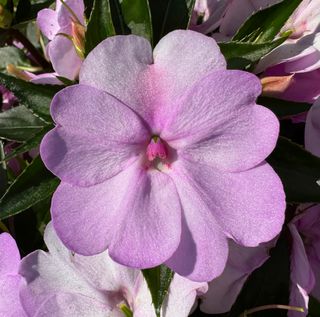 Sunpatiens Compact Orchid Blush