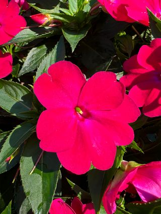 Sunpatiens Compact Rose Glow