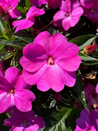 Sunpatiens Compact Hot Pink