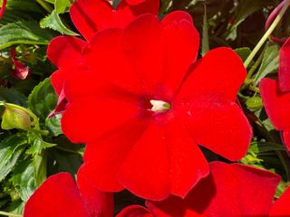 Sunpatiens® Compact Scarlet