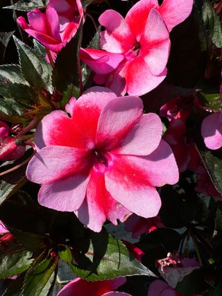 Sunpatiens Compact Red Candy
