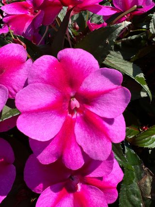 Sunpatiens Compact Purple Candy