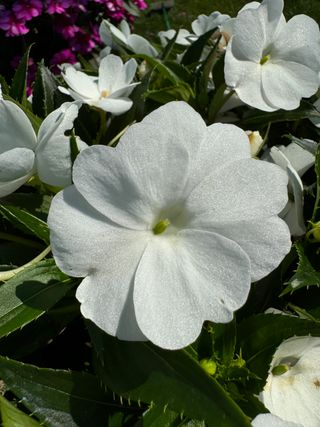 Sunpatiens Patio White