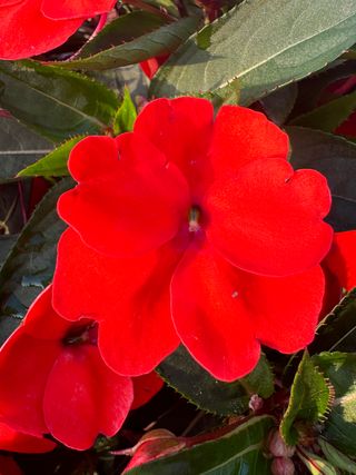 Sunpatiens Patio Orange