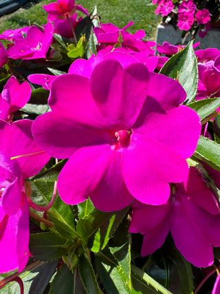 Sunpatiens Patio Purple