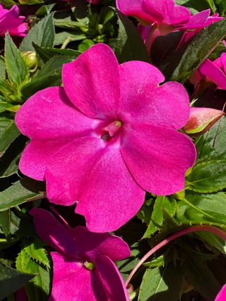Sunpatiens Patio Rose Pink