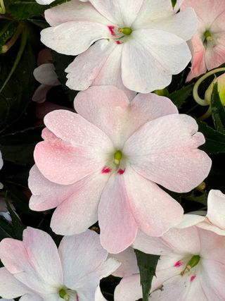 Sunpatiens Patio Pink Blush