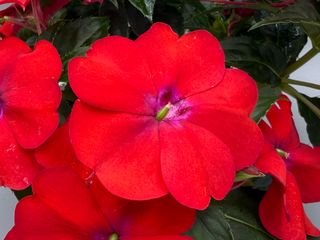 Sunpatiens® Patio Scarlet