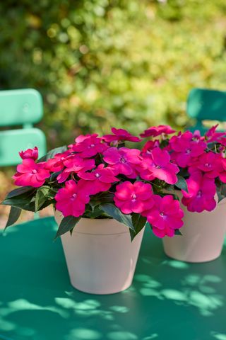 Sunpatiens Patio Rose Glow