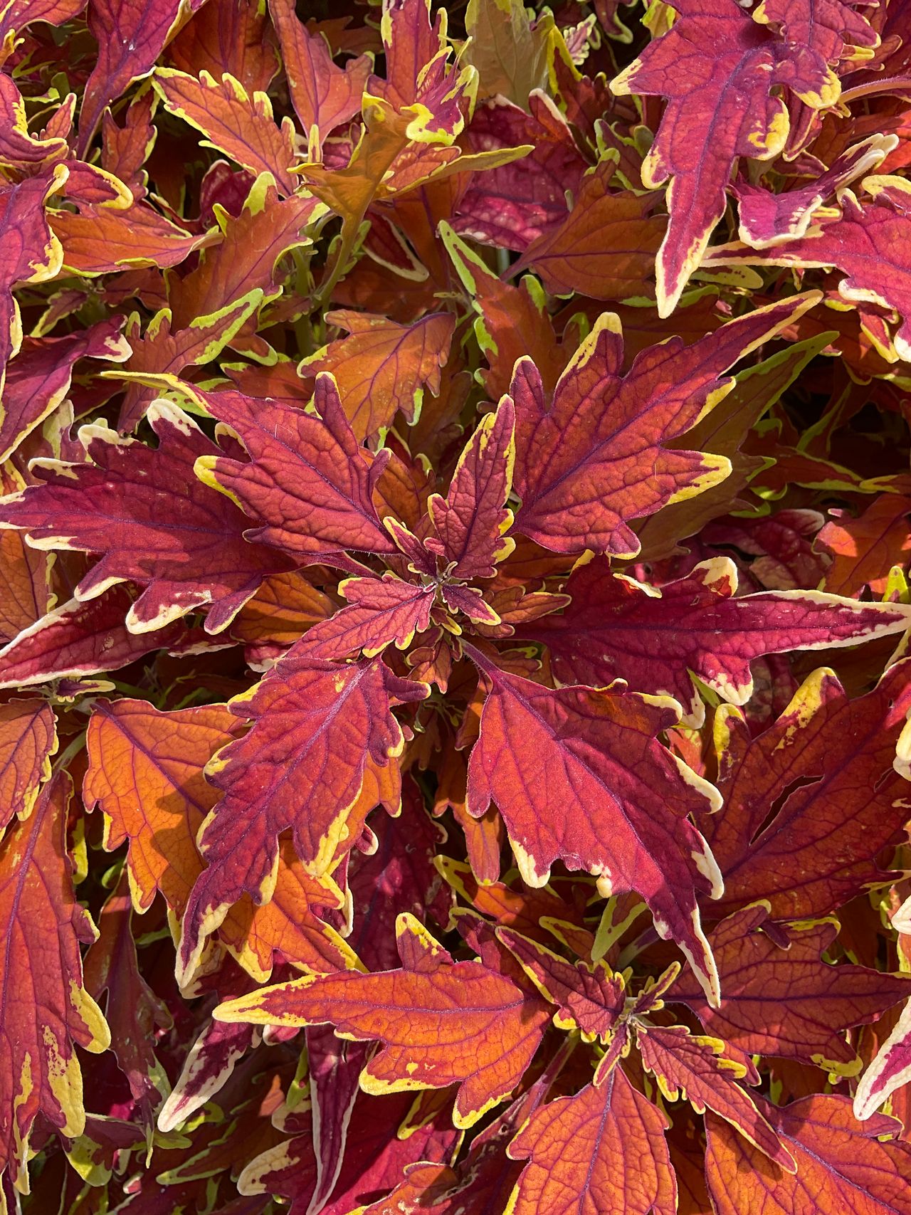 Arabesque Autumn Leaves, foto 1