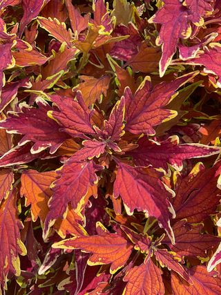 Solenostemon coleoides