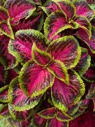 Arabesque Rose Lime