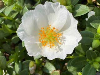 Kokorita® White