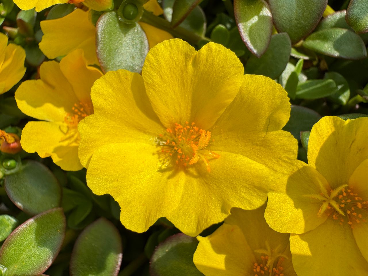Kokorita® Yellow Gp, foto 1