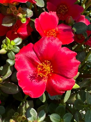 Kokorita® Red