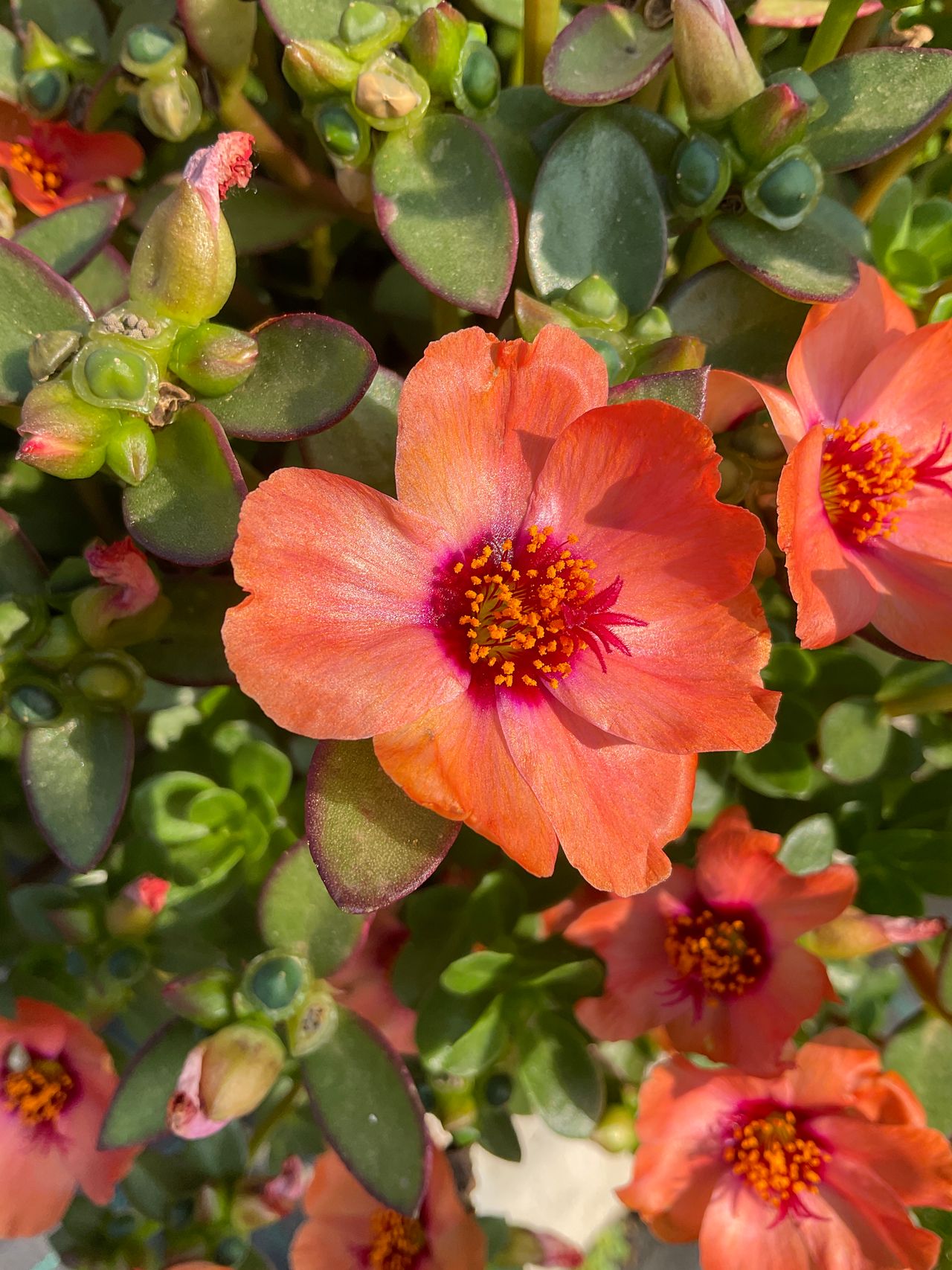 Kokorita® Shini Peach Gp, photo 1