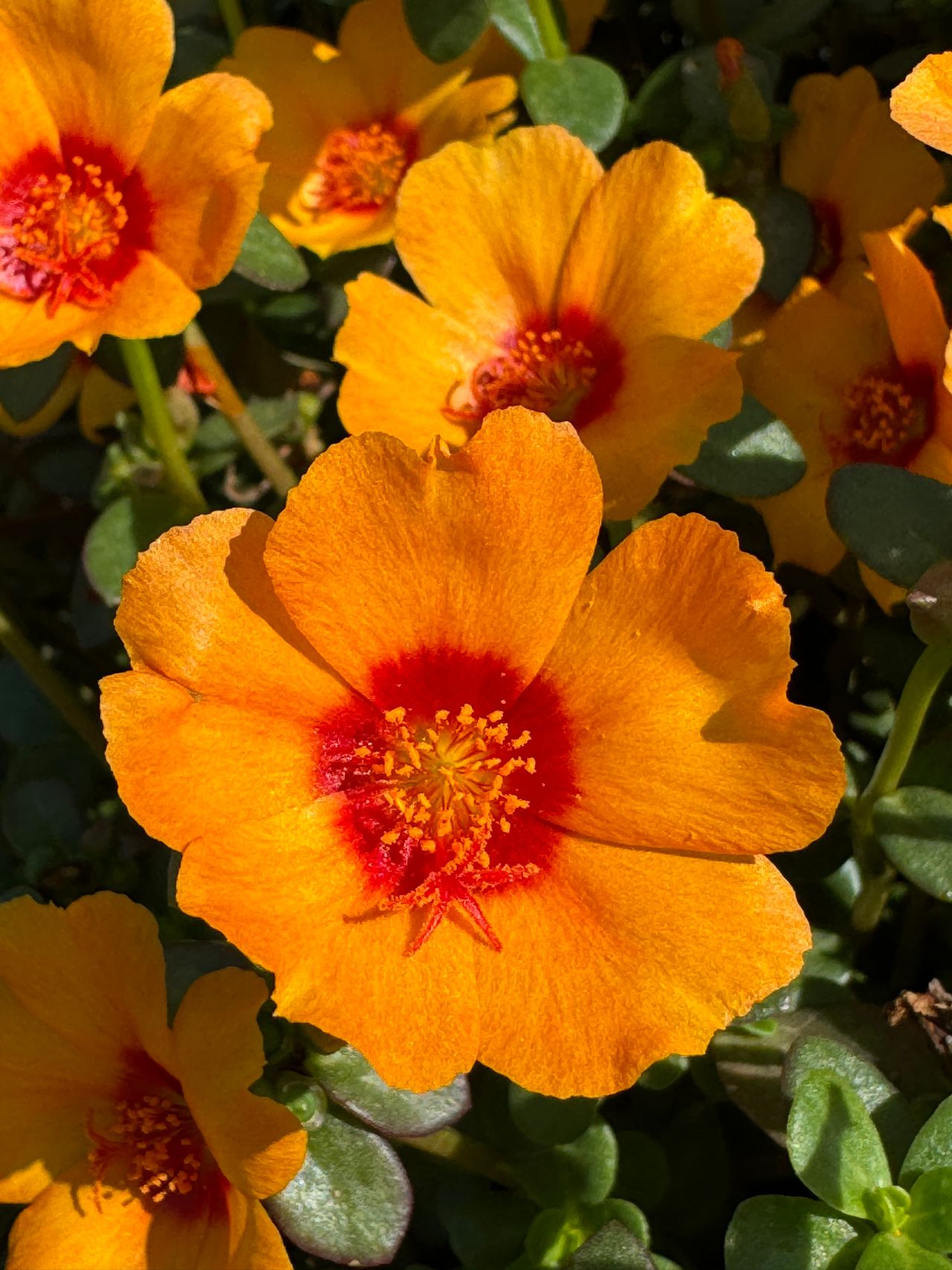 Portulaca grandiflora, photo 1