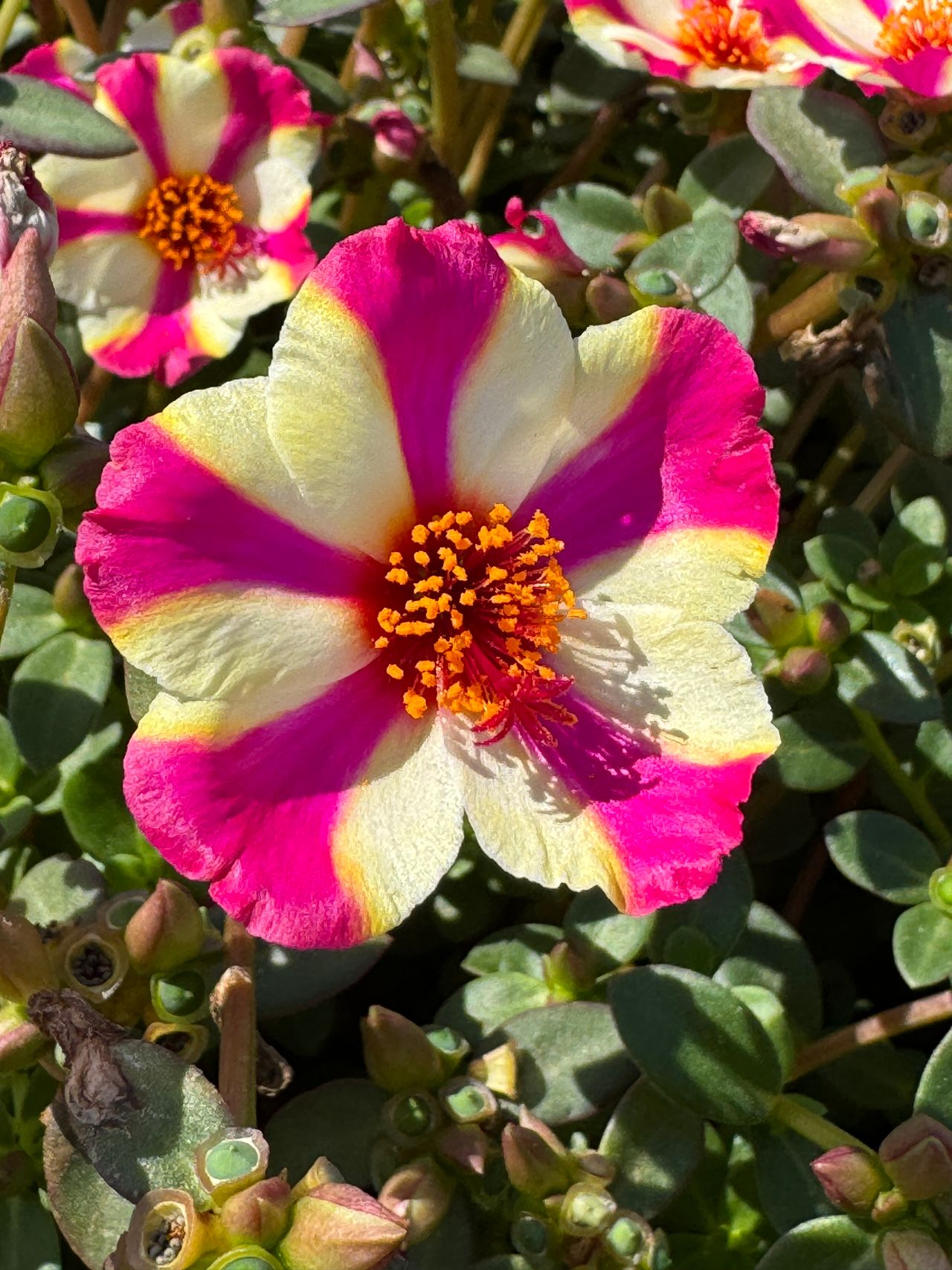 Kokorita® Purple Star Gp, photo 1