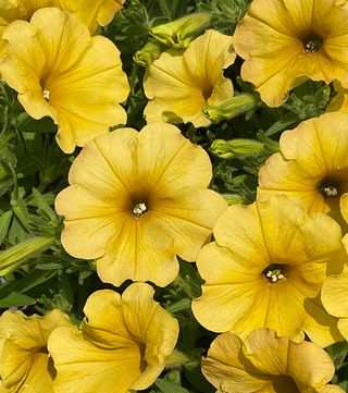 Top-tunia® True Yellow 24 Gp