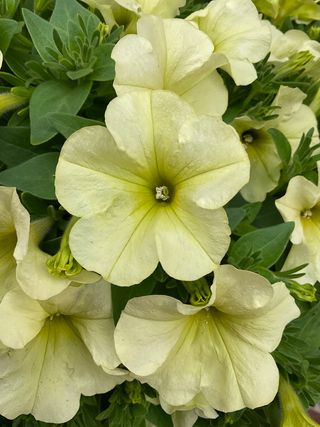 Top-tunia® Lemon Gp