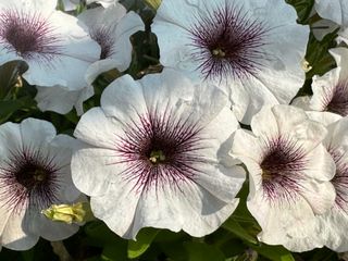 Top-tunia® Mocaccino Gp