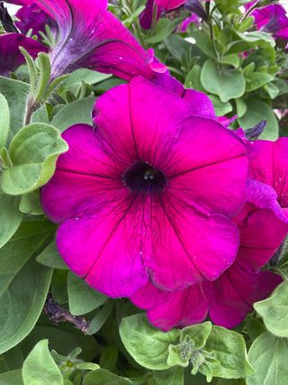 Top-tunia® Purple Stripe.gp