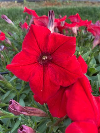 Top-tunia® Red 24 Imp