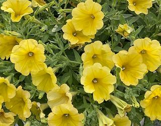 Top-tunia® Yellow