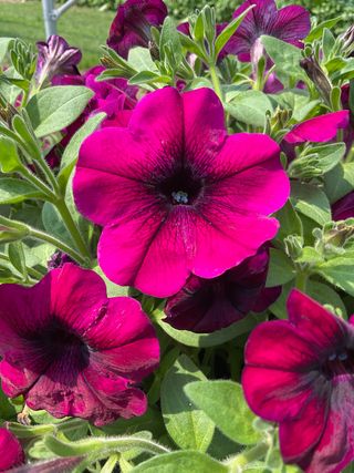 Top-tunia® Deep Rapsberry 22 Gp