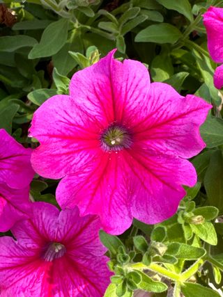 Top-tunia® Pink 24 Gp