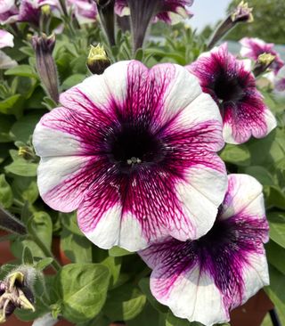Top-tunia® White Merlot Gp