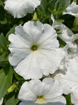 Top-tunia® White 22 Gp