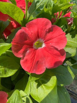 Top-tunia® Salmon 22 Gp