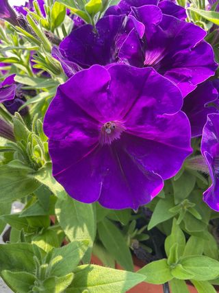 Top-tunia® Blue Gp